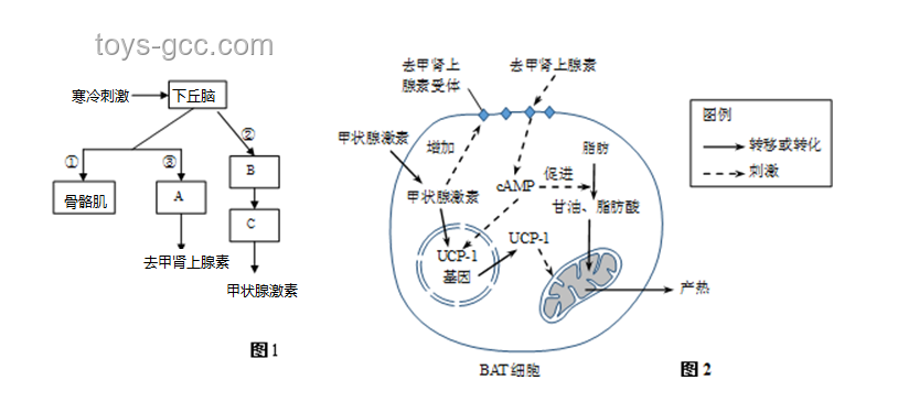 被捕食生物三色视觉进化趋势：自然选择与生态适应的未解之谜